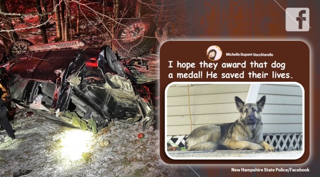 dog leads cops to car crash, wandering dog helps rescue injured owner, new hamphire car crash dog leads cops, viral news, indian express