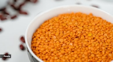 masoor dal, split red lentils