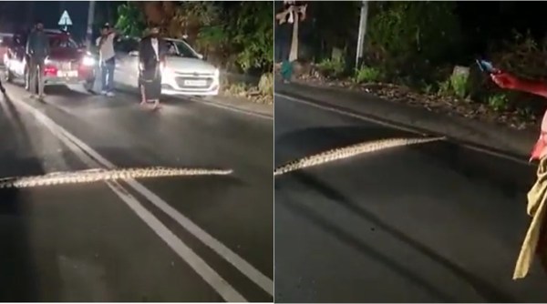 python crosses kochi road, python blocks traffic kerala road, seaport airport road kochi pyhton, kerala snake roadblock video, indian express