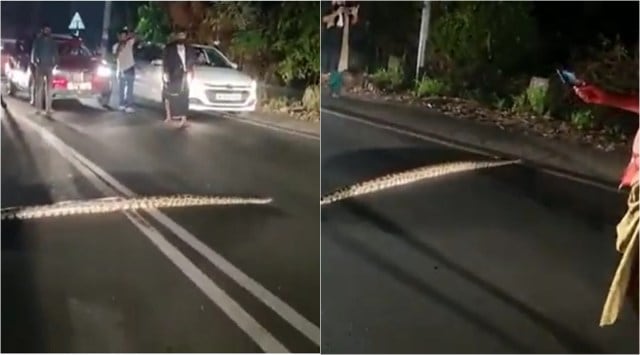 Watch: Python crosses road in Kerala, brings traffic to halt | Trending ...