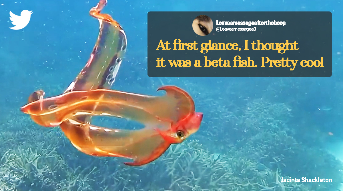 Blanket octopus sighted after 20 years, rare blanket octopus seen after two decades in Australia, blanket octopus, Indian Express