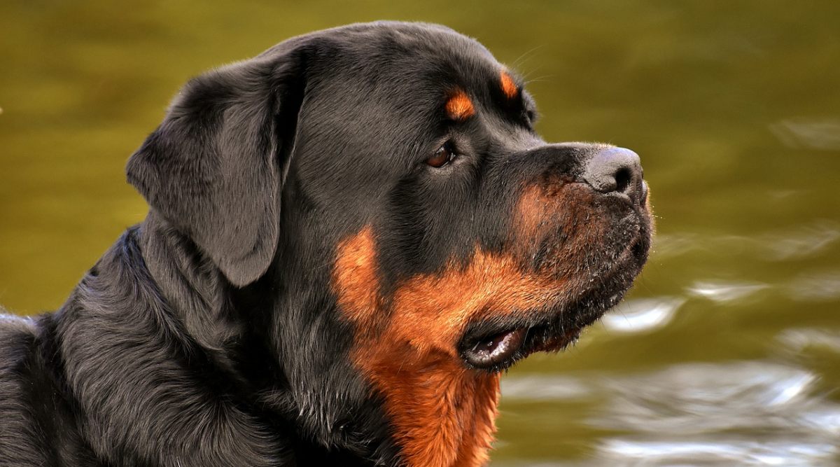 why a rottweiler bite hurts so much