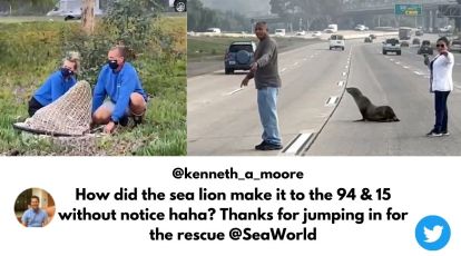 Rescued sea lion known for roaming San Diego dies, SeaWorld announces, San  Diego