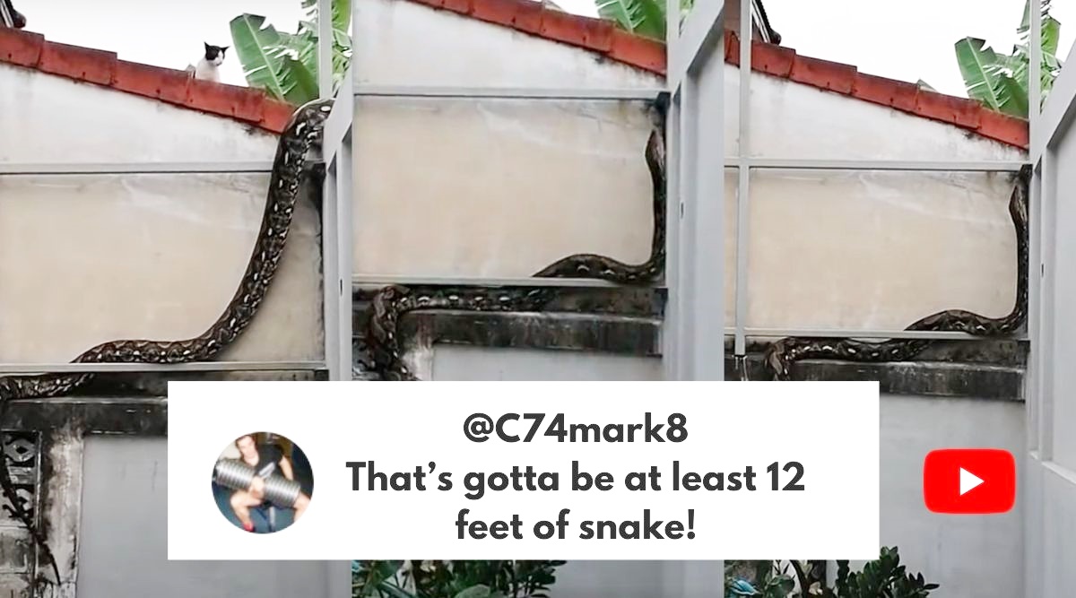 Python climbs building, Cat inspects large snake in Thailand, Python climbs across a wall in Thailand, Indian Express