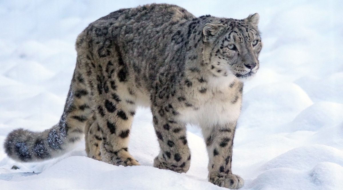snow-leopard-pixabay
