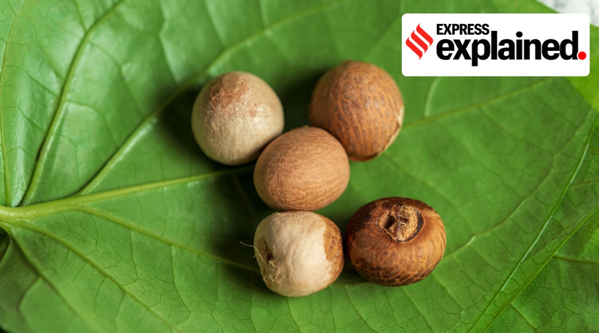 In several Indian languages, 'supari', refers to the humble areca or betel nut, which is chopped into pieces and put in paan, or chewed on its own. (Getty Images)