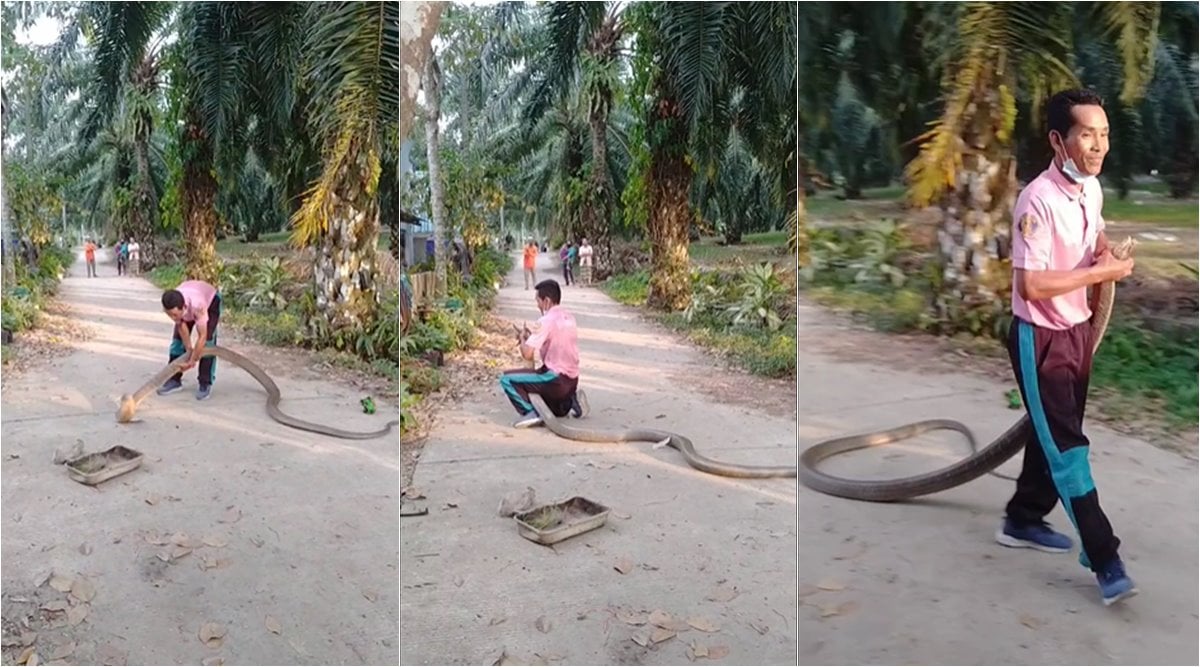 Thai man rescues king cobra from road with bare hands, video goes viral | Trending News,The Indian Express