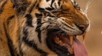 Wildlife photographer shares picture of tiger exhibiting 'Flehmen response'; take a look