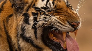 tiger