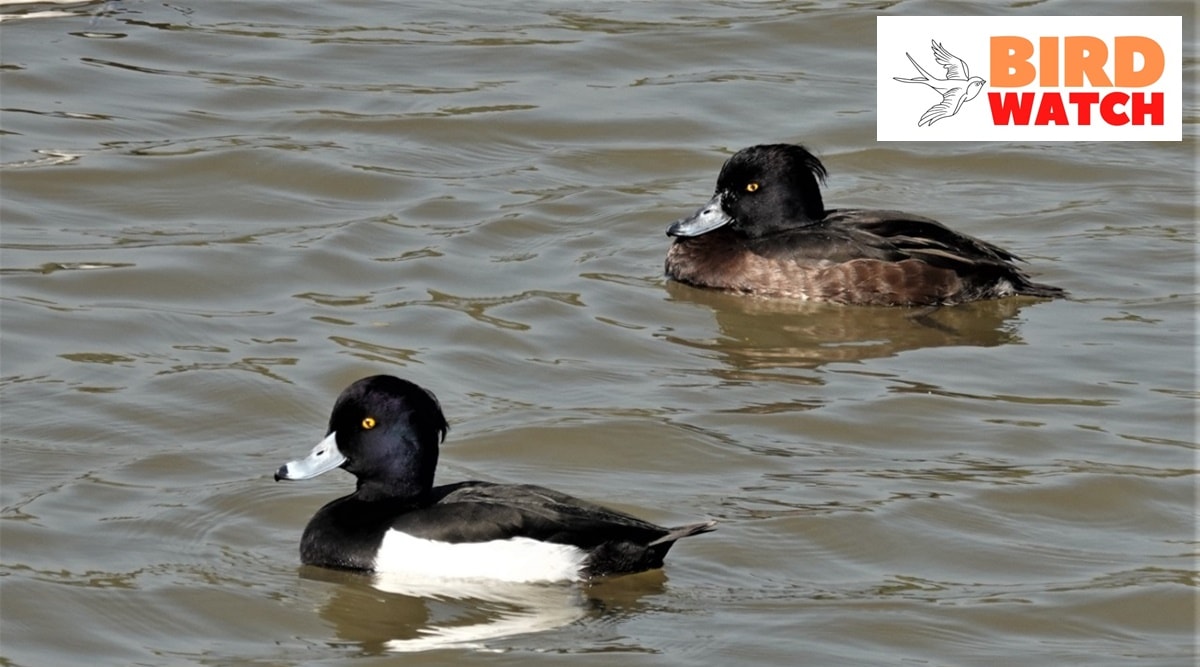 Being deep-water ducks, they usually don’t have the comfort of resting on dry land for preening, so it is quite a sight seeing them roll sideways on the water for hard-to-reach feathers. (Express Photo)