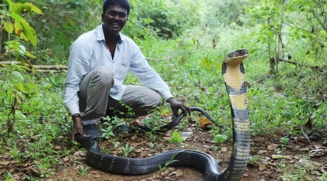 Kerala: Snake rescuer Vava Suresh bitten by cobra, hospitalised | India ...