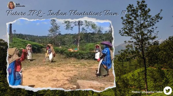 tea garden workers play cricket, female tea garden workers play cricket, harsh goenka, harrisons malayalam, tea garden wayanad, ind vs sa