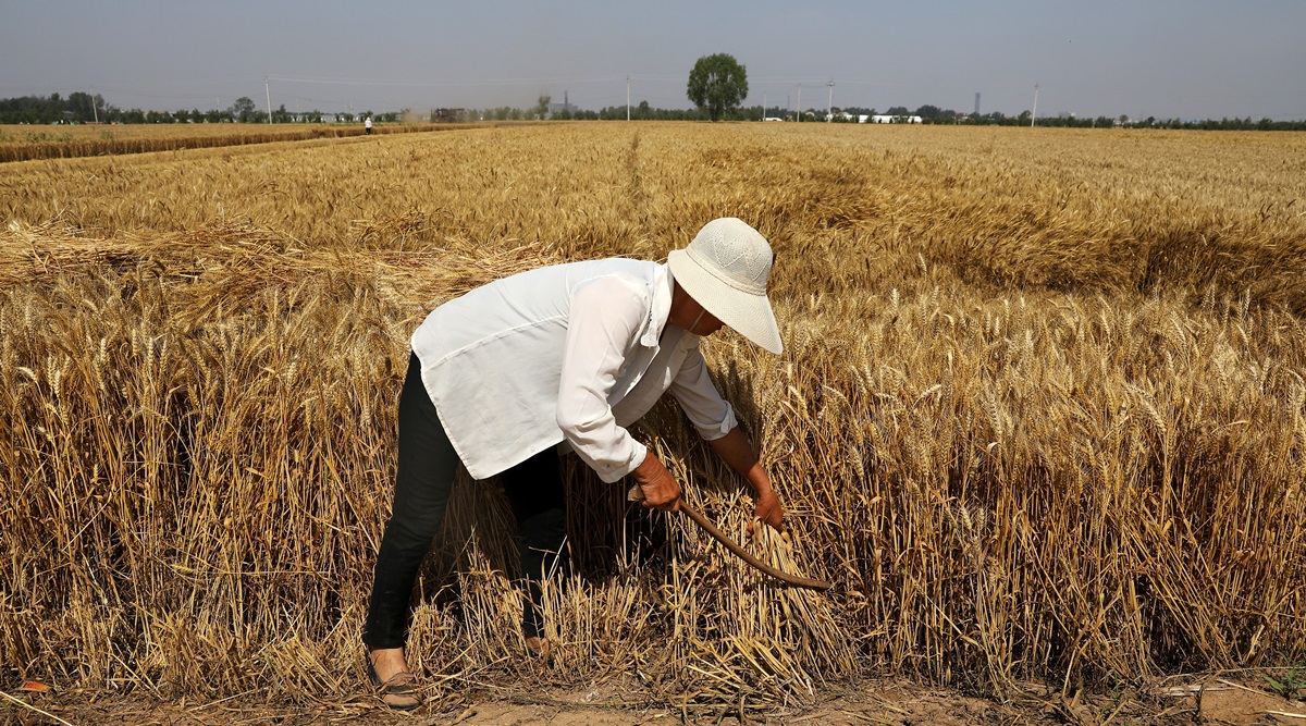 Top American lawmakers have urged the Joe Biden administration to initiate a litigation process at the WTO against India subsidising its farmers over half of the value of production for wheat. (Reuters)