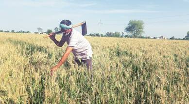 Maharashtra, rabi crops, hailstorm affect rabi crops, Maharashtra latest news, Maharashtra farming, Maharashtra rabi crops, indian express