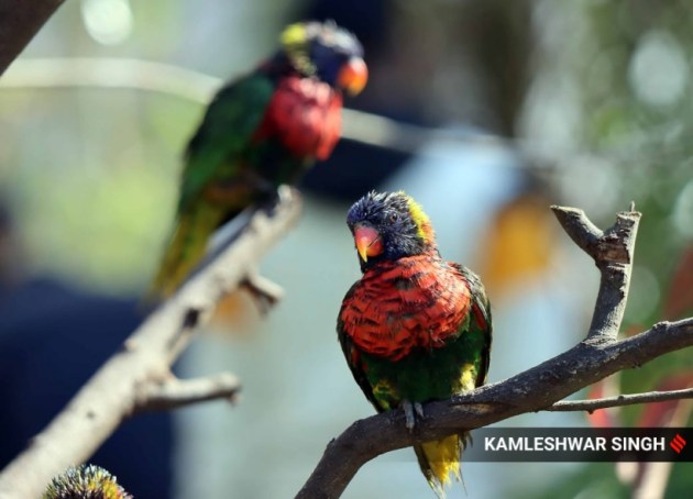 Chandigarh Bird Park