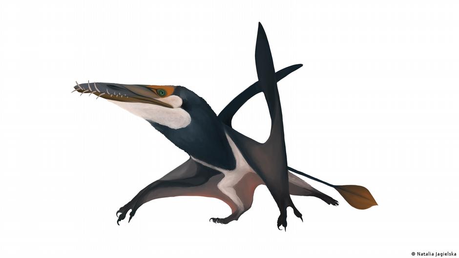 Pterosaur, world's biggest mid-Jurassic flying animal, discovered in  Scotland | Technology News,The Indian Express