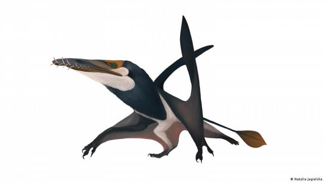 skeleton of the biggest animal to have flown during the Middle Jurassic was found on the Isle of Skye, Scotland. This is one of the best-preserved fossils in UK's history, researchers who discovered it told DW.