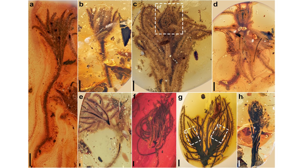 Largest-Known Flower Preserved in Amber Is Nearly 40 Million Years Old,  Study Says - WSJ
