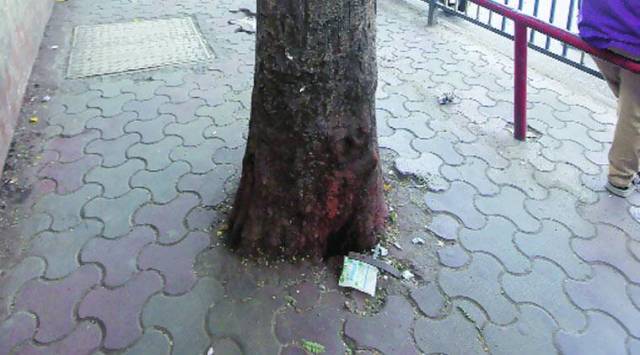 The horticulture wing of the PWD had informed the High Court in January that, out of the 1,793 trees in Vasant Vihar, 1,688 had been de-concretised. (Representational Photo)