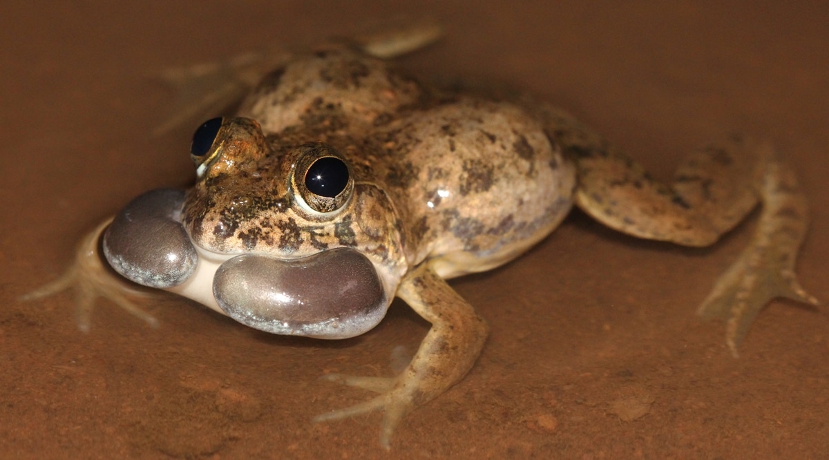 New Frog Species Discovered Along Western Ghats Pune News The Indian Express 7143