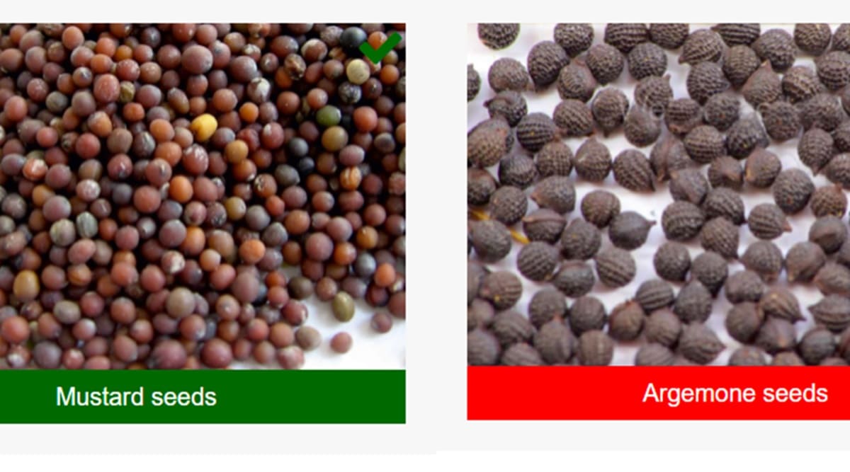 Detect argemone seeds adulteration in mustard with this simple FSSAI