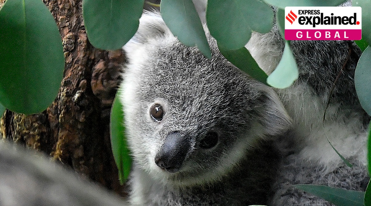 Explained: Why Australia has listed koalas as endangered species |  Explained News,The Indian Express
