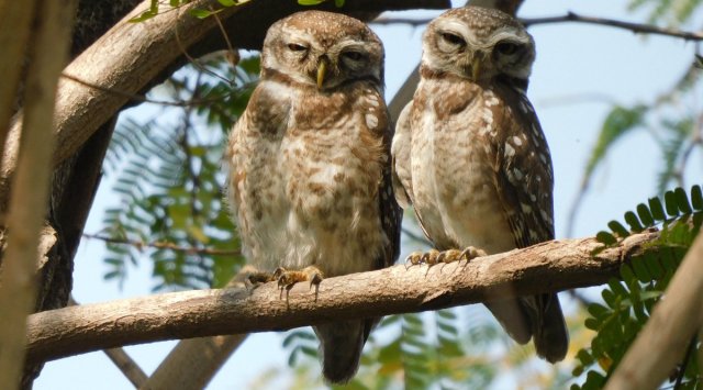 The study was spread over four months from October to January across nine sites.(Express photo)