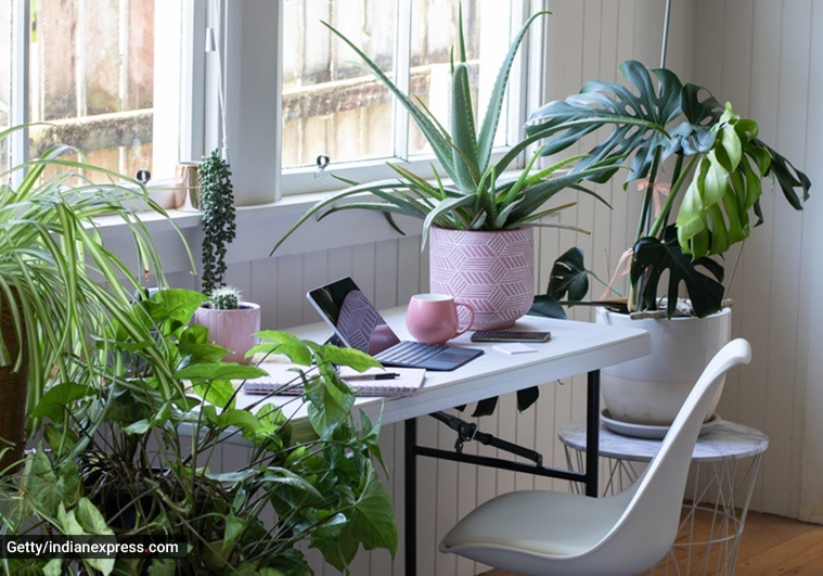 zodiac signs, house plants for zodiac signs, zodiac sign personalities, house plants as zodiac signs, personality traits, indian express news