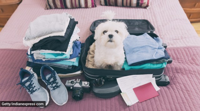 travelling, travelling with pets, planning a journey with a dog, how to plan a journey with a pet, dogs and cats, travel destinations and things to know, indian express news