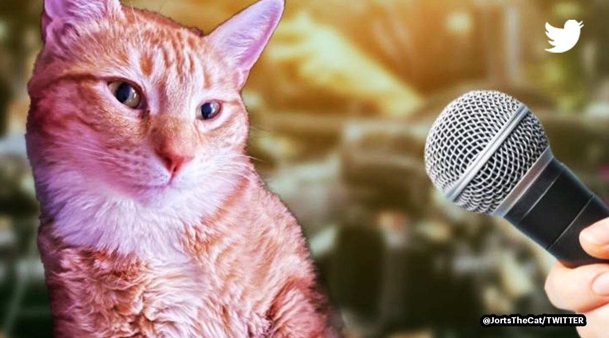 How Jorts, the cat on Twitter, talks about workers’ union, gives advice