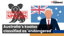Why Australia has listed koalas as endangered species