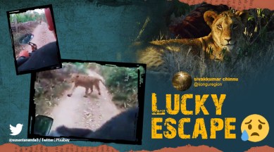 lioness approaches travellers, lion video, lion in Gir forest, Gujarat, lion infront of scooter, indian express