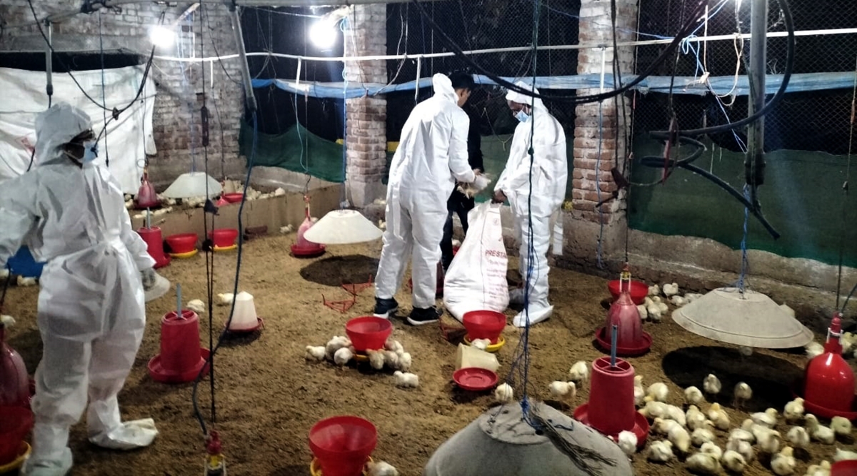 Bird flu: Animal husbandry dept in Maharashtra on high alert | Cities  News,The Indian Express