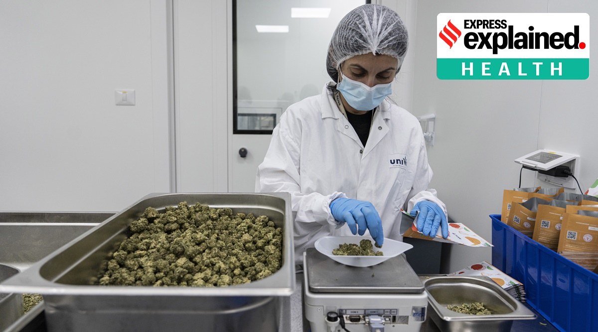 Countries around the world have been legalising the use of medicinal cannabis. (Photo: AP)