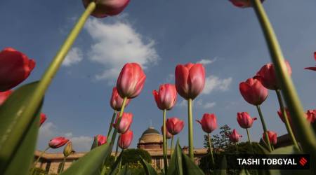 mughal gardens, mughal gardens tulips, mughal gardens rashtrapati bhavan