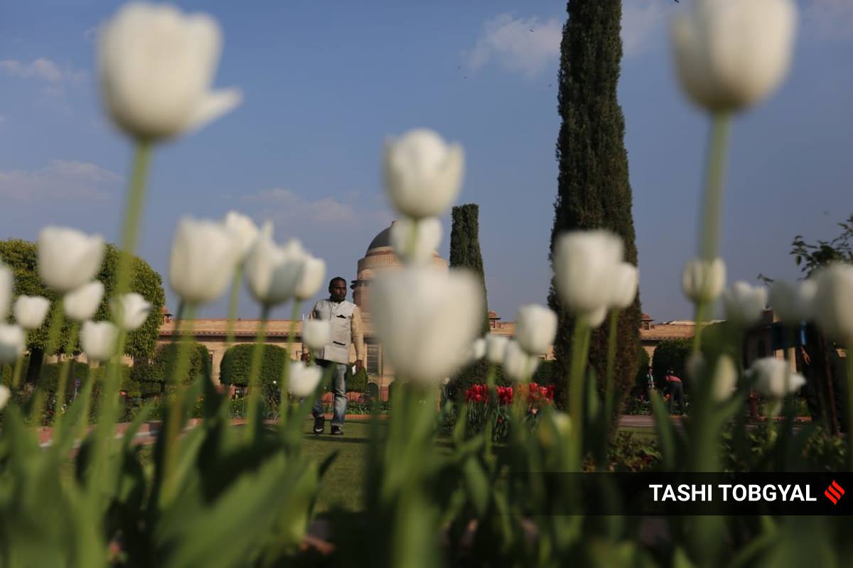 mughal gardens, mughal gardens tulips, mughal gardens rashtrapati bhavan