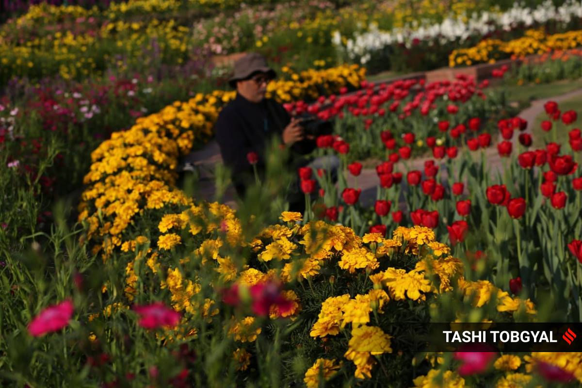 mughal gardens, mughal gardens tulips, mughal gardens rashtrapati bhavan