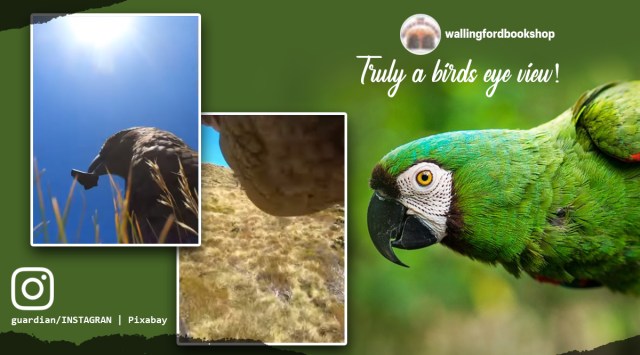parrot steals gopro, bird steals camera, parrot video, parrot stealing video, parrot, New Zealand, indian express
