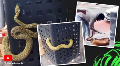 diamond python, pet diamond python, snake, python videos, python inside bin, Australia, Sydney, indian express