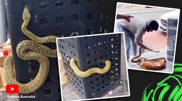 Pet diamond python found inside a bin in Australia’s street. Watch ...