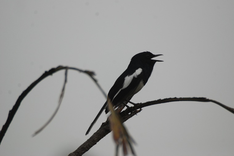 indian nightingale bird