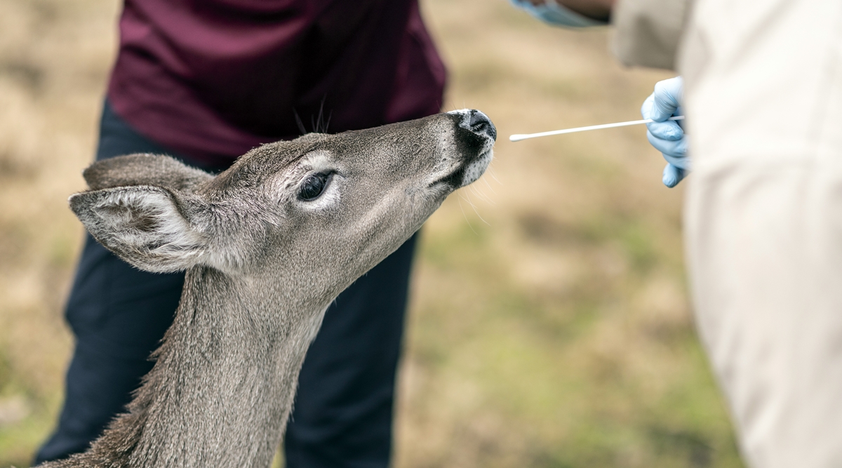 A researcher tries to swab a white-tailed deer at a wildlife center at Texas A&M University in College Station, Texas, on February 2, 2022. (Sergio Flores/The New York Times)
