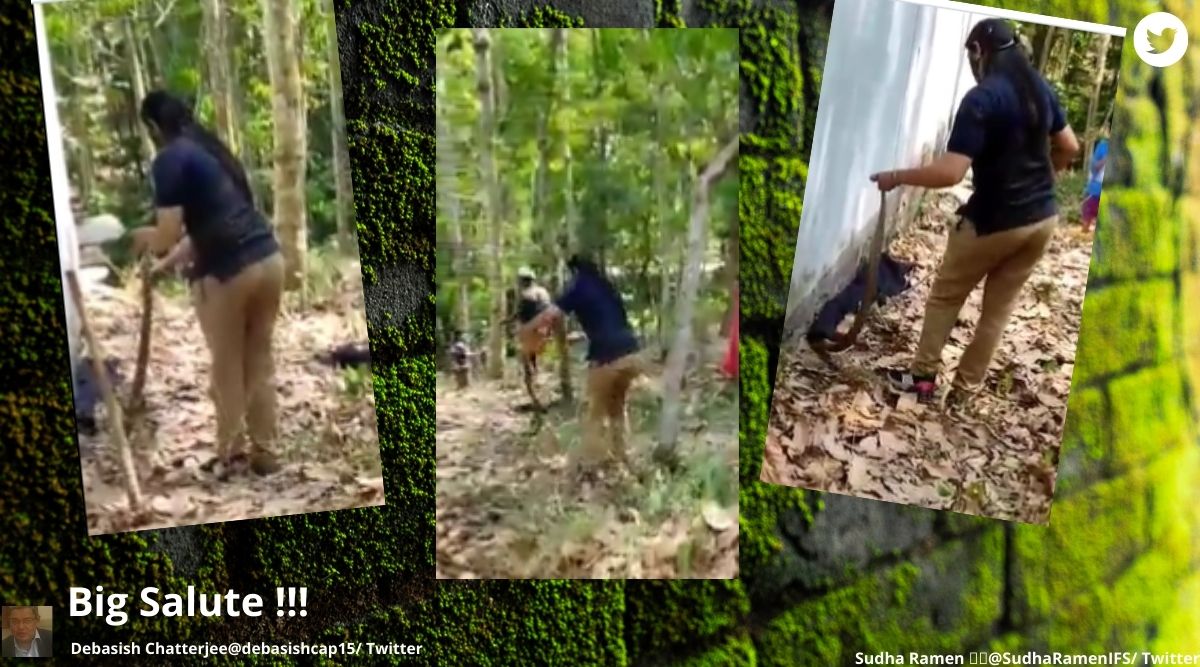 snake rescue, woman catches snake, snake video, forest officer, Kattakada, Thiruvananthapuram, indian express