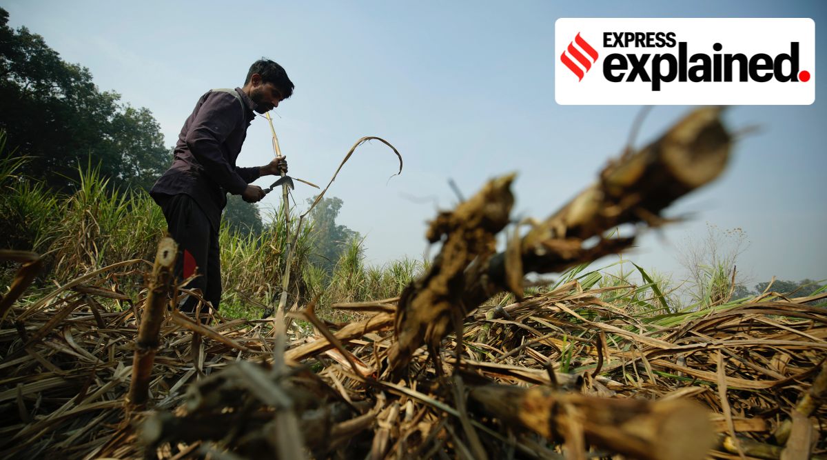 Last season over Rs 25,000 crore was paid to farmers by way of FRP. (Express Photo/File)
