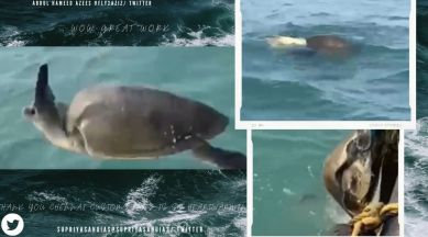 turtle entangled in fishing net, marine pollution, turtle video, Chennai Customs, turtle rescue, indian express