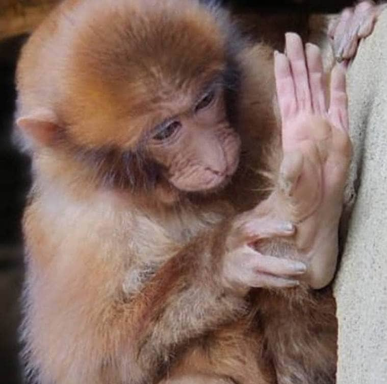 Meet India’s newest mammal: White Cheeked Macaque | India News - The ...