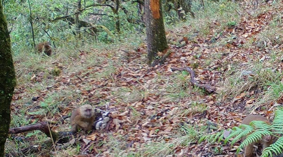 Meet India’s newest mammal: White Cheeked Macaque | India News - The ...