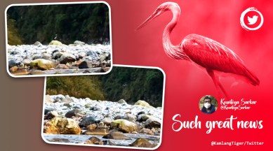 white-bellied heron, Kamlang tiger reserve, bird video, critically endangered species, bird, heron, Arunachal Pradesh, Lohit, indian express