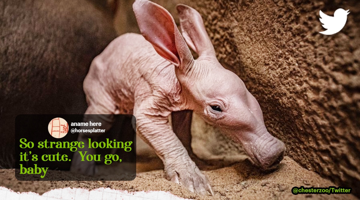 Aardvark born in UK zoo after 90 years, Chester Zoo gets its first aardvark, Dobby the aardvark, Chester Zoo aardvark, Indian Express