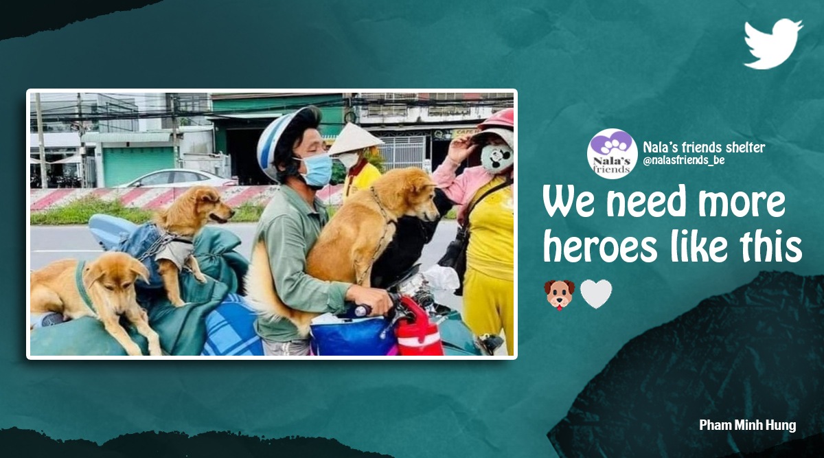 Couple adopts 15 puppies after their dogs were culled amidst Covid fears Trending News The